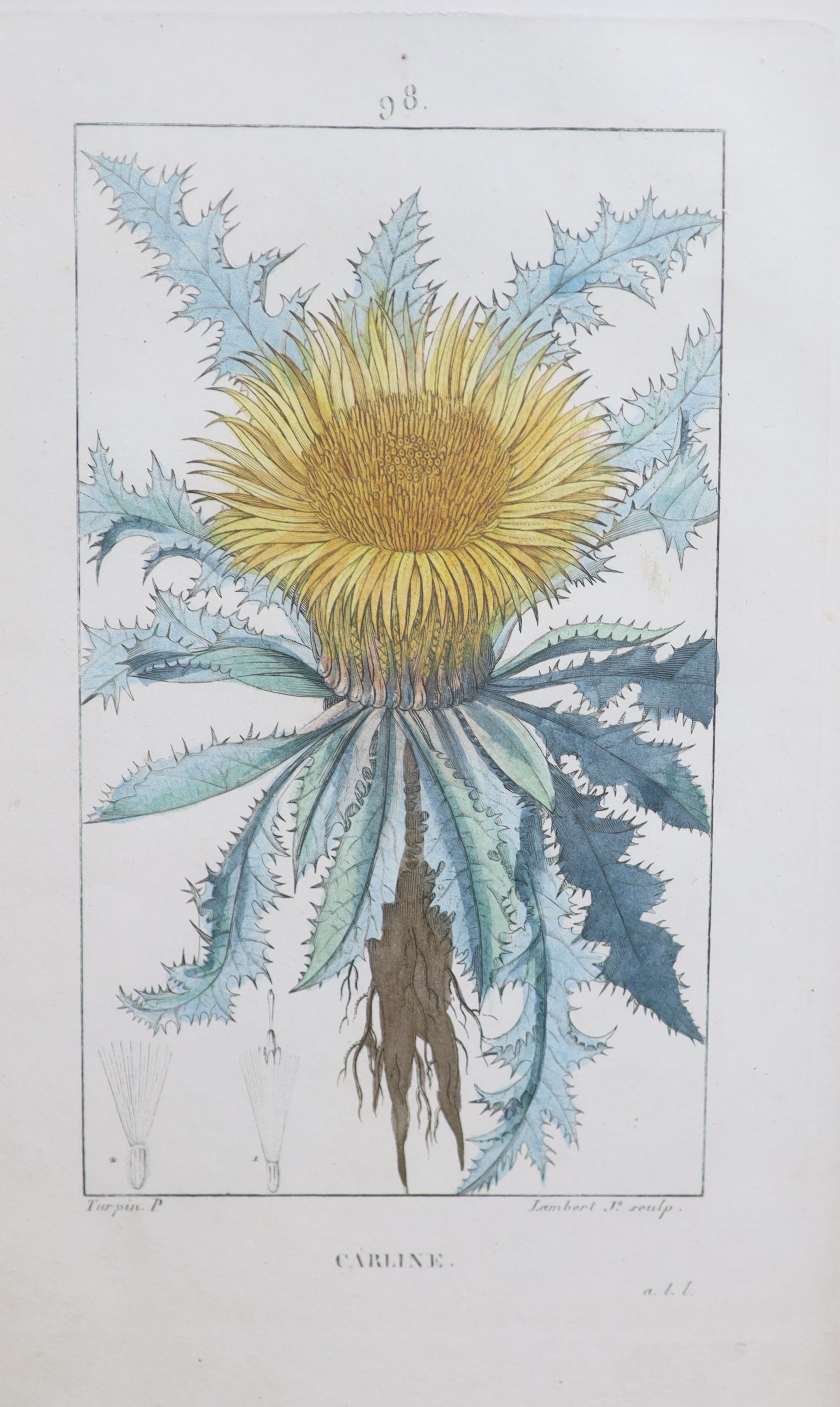 Dubouis and Lambert after Turpin, a set of sixteen coloured engravings, Botanical studies, published by Panckouck, 1833-1842, Richard Hewlett Gallery labels verso, 25 x 15cm